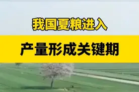 我国夏粮进入产量形成关键期#夏粮 #小麦 #资金 #粮食