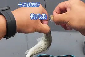涨潮钓鲈鱼，没有二百克的坠就别想了#爱生活爱钓鱼 #今天的收获 #海钓 #大海的馈赠视频封面