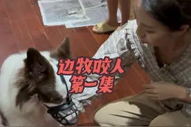 边牧在家称王称霸，主人差点离婚。（恶犬变形记第一集） #上门训犬 #宠物#边牧咬人 #科学养宠攻略 #狗狗咬人视频封面