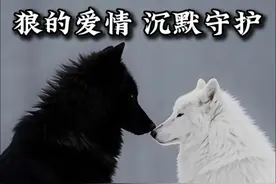 《狼的爱情，从不说爱，却爱一生》#动物世界  #狼的爱情 #动物看人生百态