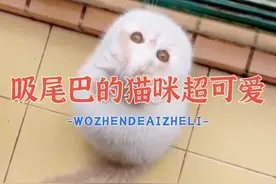 吸尾巴的猫咪超可爱，分享给有趣的人看叭#猫咪吸尾巴视频封面