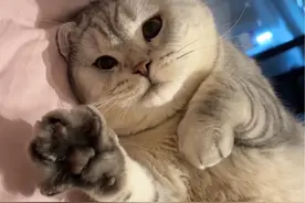 原来小猫咪真的能感应到！我居然是通过我家猫知道怀孕的… #猫咪的迷惑行为 #治愈 #温馨视频封面