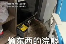偷东西的浣熊#小浣熊 #搞笑视频封面
