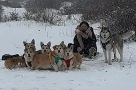 一直以来都有个愿望，那就是我的小狗们能在雪地里拉我！！！ #柯基 #哈士奇 #狗狗玩雪视频封面