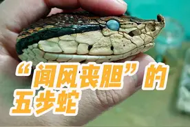 带你了解这“闻风丧胆”的五步蛇#蛇 #五步蛇 #动物的迷惑行为视频封面