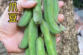 你了解狗爪豆吗？农村人常采摘它，经过加工处理后作饲料#内容启发搜索 #dou来广东百千万视频封面