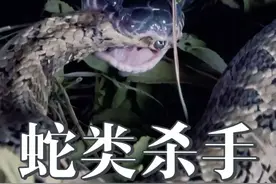 大鳞蛇，专门捕杀蛇类的蛇类杀手！无毒却百毒不侵！