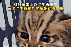 群众家中闯入一只奶凶奶凶的“小野猫”#守护有一种叫云南的生活 #野生动物零距离 #茶茶野保法宣 近日，普洱边境管理支队康平边境派出所接辖区群众报警称，有一只“野猫”闯进家中。民警赶到现场发现令群众害怕的“野猫”眼神犀利，身上布满独特的花纹。经辨认，这是国家二级保护动物·豹猫。目前，这只豹猫已被移交江城县林业和草原局，待它具备野外生存能力后，便放归大自然。