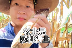 农业是暴利行业 春种一粒粟，秋收万颗子，妥妥的一本万利视频封面