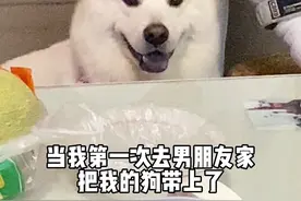 第一次去男朋友家，把我的狗也带上了…#土松 #小狗日记 #这土狗一看就很好相处 #中华田园犬视频封面