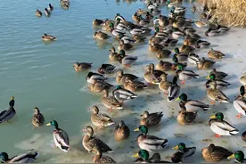 #生态环境 春江水暖鸭先知，时隔四年，大批野鸭又来到#多浪水库 栖息越冬#人与自然和谐共处视频封面