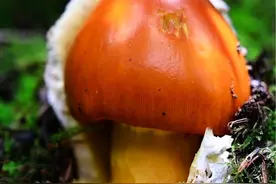 鹅蛋菌 你见过这样的野生菌吗原始森林中发现了三颗鹅蛋菌酷似鹅蛋长在地上#奇花异草 #神奇的大自然 #野生菌 #鹅蛋菌