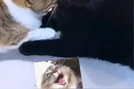 当家里来了陌生猫，我家其他猫的行为变化！ #万物可爱计划 #宅家治愈记 #黑猫 #流浪猫 #流浪猫救助视频封面