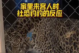 #花豹 社恐mini被围观之后跟妈妈撒娇#豹豹mini #就问你怕不怕