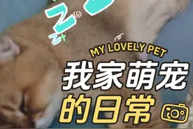 谁家小猫咪时时刻刻睡觉，瞌睡虫转世？#记录猫咪日常