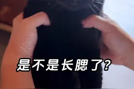 出门20多天，她饿瘦了！ #万物可爱计划 #可爱在我家 #黑猫 #瘦了视频封面