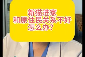 新猫进家跟原住民关系不好，哈气打架 的解决方案#科学养宠攻略 #宠物医生视频封面