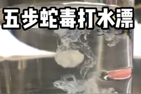 五步蛇毒和100度的开水会产生什么反应？答案是立刻失去毒性#五步蛇毒 #五步蛇 #开水视频封面