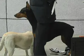 买狗的时候商家和我说：这是护卫犬，长大能保护你 #杜宾 #养狗的乐趣
