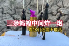 小伙绑住三条蚂蝗，在中间放个鞭炮，炮炸开后它们还能活么视频封面
