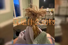 【搞笑配音】这是什么动物😂😂#搞笑视频