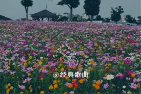 #歌声与微笑 演唱#蓓蕾组合 完整版，#经典歌曲 欢迎聆听视频封面