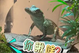 #神奇动物在抖音 #鳄鱼 #爬行动物 温顺暹罗鳄大帅与暴躁古巴鳄小黄的日常视频封面