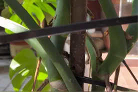 龟背竹生长的很快 在前期要做好支撑 让它顺着支撑杆向上爬 怎么弄呢…#龟背竹盆栽 #经验分享 #小方法解决大问题 #花卉绿植 #绿植达人优选视频封面