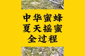 中华蜜蜂夏天摇蜜全过程。分享大自然的美食收获。#知识分享#维修