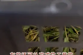 网购小兔子刚到家时应该怎么做，如何养成活率高，新手养兔注意事项#兔子 #小兔兔🐰 #养兔技术经验分享 #新手养兔指南 #网购兔子