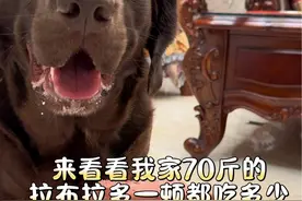 来看看我家70斤的拉布拉多一顿都吃多少#当你有只嘴馋小狗 #拉布拉多 #狗狗吃饭 #生骨肉视频封面