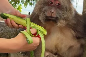 星星：你开美颜没有，没开美颜就拍拍拍！#独臂猴星星 #峨眉山的猴子 #人与动物和谐共处 #人与自然和谐共处 #神奇动物在这里视频封面