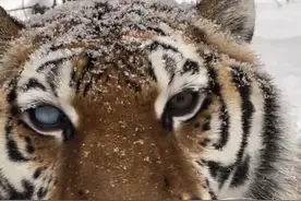 竟然有人说老虎怕鬼？#老虎#野生动物零距离 #神奇动物在抖音 #东北虎 #内容启发搜索