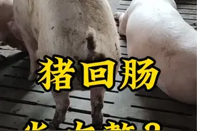 猪拉水泥色，黑褐色，水样粪便如何处理你知道吗？#所有养猪人