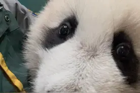 #大熊猫妹猪 179日龄妹猪:妹猪过来抱抱🤗#它真的好像个小宝宝 #原创视频 #动物的迷惑行为 #妹猪成长日记视频封面