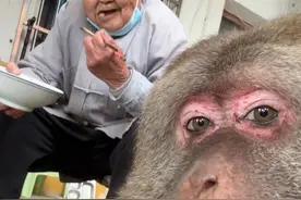 这十七年以来，师太每天都是把最好的都先给星星吃，星星当孩子一样被宠爱#人与动物和谐共处 #独臂猴星星 #峨眉山的猴子 #万物皆有灵性 #猴子成精视频封面