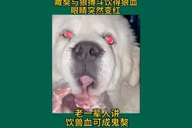 雪獒 玉瞳视频封面