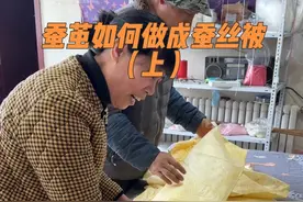 前几天北京的一位阿姨拿来了一些自己家养的蚕结成的蚕茧想做床蚕丝被，但是听他谁说蚕好像没有养好，结成的蚕茧没有成形，不是一个圆罐形状，是一片一片的，打开看看到底是什么样子的，看看蚕茧质量怎么样，#蚕茧如何做成蚕丝被 #蚕茧做蚕丝被的过程 #蚕丝被 #蚕丝被手艺人