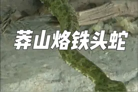 莽山烙铁头蛇，头呈三角形，似一块烙铁。这种蛇通身黄绿色为主，所以俗称“小青龙”，尾部白色，体长可达2米，为大型管牙类毒蛇。仅分布于我国湖南与广东，为中国特有种。首次发现于湖南省的莽山一带，该种的分布范围极小，全世界仅有约300~500条，是我国特有的珍稀蛇类，在坊间又被称为“蛇中熊猫”，若不加以保护，就可在短期内绝灭。