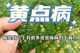黄瓜黄点病的防治方法，这几个配方，你随便选！ #农业植保知识分享 #蔬菜种植技术 #黄瓜种植技术 #病虫害防治 #蔬菜基地视频封面