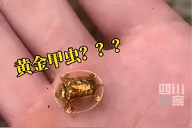 广西网友野外遇“黄金甲虫”，大量网友评论称一只就价值20万元。5月12日，成都华希昆虫博物馆馆长赵力告诉记者，#黄金甲虫不值20万且是害虫： 这就是金梳龟甲，市场价格也就是一只几块钱到二三十块钱不等。视频封面