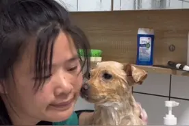 但凡最开始我朋友把你带回家，但凡我放弃了再去救你，但凡那天你没有要求去我家，但凡我没有给你洗澡，我们都不会成为家人，从来没有想到要养第三只狗的我，因为缘分养了你，人生就是这样充满着意外，我们从此之后成为一家人 。视频封面