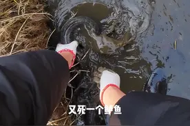 鱼池捉鱼 #路亚雷强黑鱼打黑 #第一视角#捉鱼#比黑鱼还黑  马上过年咯，钓鱼人怎么能缺鱼吃呢？视频封面