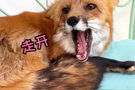 狐狸尾巴虽然摸不得，但你是例外#萌宠日常记录 #动物的迷惑行为 #宠物狐狸