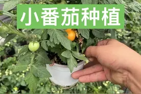 如何种植出美味的小番茄