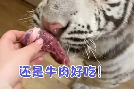 又来啦！讨厌剪指甲！#宫百万 #白虎视频封面