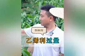 控梢前期，乙烯利用的浓度太高，或者叶片太少、枝干裸露，就容易产生"蛤蟆皮"现象。因此，建议大家乙烯利用量从100ml左右开始，根据叶片老化情况，逐步提高用量#芒果种植技术 #果树种植技术交流