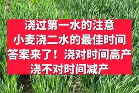 小麦第二水最佳浇水时间什么时候？答案来了！浇对高产，浇不对时间减产！#分享农业知识帮农民增产增收 #来抖音学农枝 #传播农业小知识 @抖音三农 @抖音创作者中心 @抖音热点视频封面