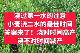 小麦第二水最佳浇水时间什么时候？答案来了！浇对高产，浇不对时间减产！#分享农业知识帮农民增产增收 #来抖音学农枝 #传播农业小知识 @抖音三农 @抖音创作者中心 @抖音热点视频封面