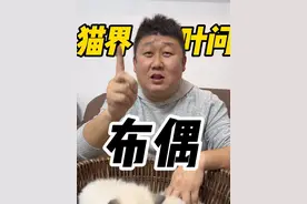 你家布偶打人吗？ #海双布偶#沈阳猫舍#布偶猫#喵先生超哥